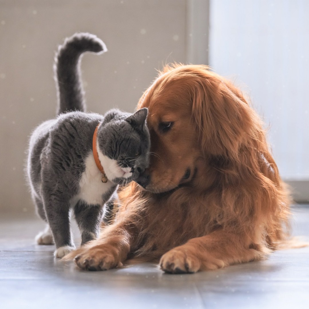 cat dog